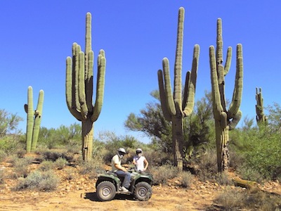 Mighty saguaro cacti