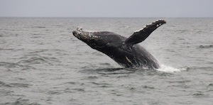 island_spirit_breaching_whale_00011_4