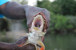 epic_houseboat_fish