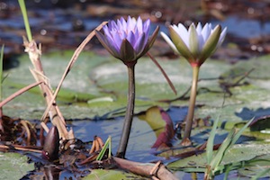 epic_houseboat_flower