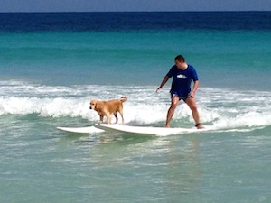 maco_surf_dog