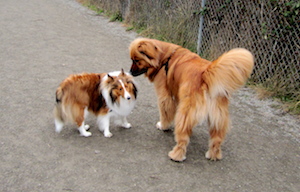 seattle_dog_park