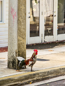 key_west_street_chicken