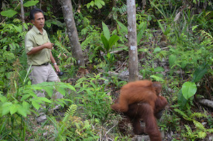 borneo_orangutan