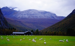 sheep_norway