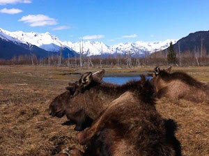 alaska_moose