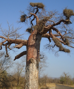 upside_down_tree_at_thsipise_south_africa