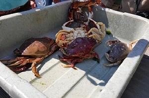 crab_catching