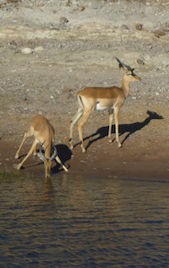 antelope_chobe