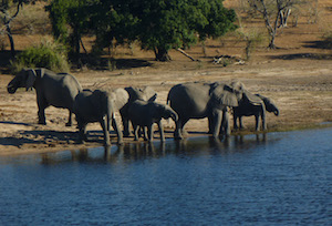 elephants_chobe