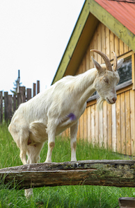 goat_on_roof