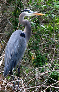 rastikis_great_blue_heron