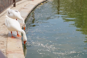 los_encinos_geese_pond