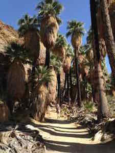 palm_canyon_avenue_giants