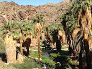 palm_canyon_first_view