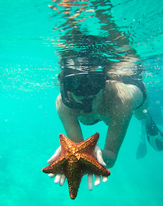 san_blas_starfish