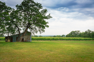 Rusty Barn & Vineyards