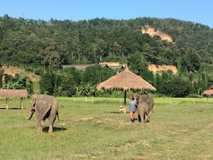 lanna_kingdom_elephant_sanctuary