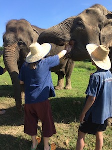 mahout_elephant_care