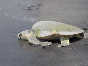 green_sea_turtle