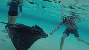 feeding_stingrays