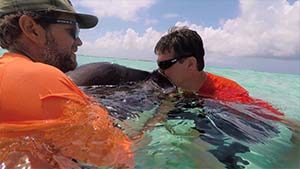 kissing_stingrays