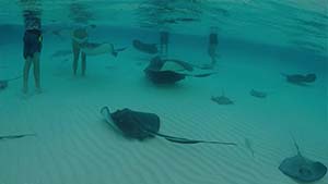 swimming_with_stingrays