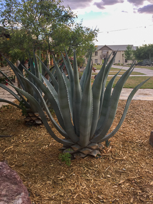cactus lajitas