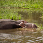 hippo mom and baby BY JACKSON