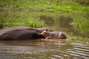 hippo mom and baby BY JACKSON