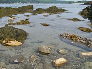 Tidal flat near Wellfleet MA_BY KDEVLIN